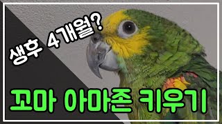 어린 청모자 아마존 앵무새 키우기 l 블루 크라운 아마존 모아 앵집사의 소개영상