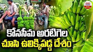 ARATI GELALU : కోనసీమ అరటి గెల చూసి ఉలిక్కి పడ్డ దేశం | 3000 Bananas For Tree | ABN Digital