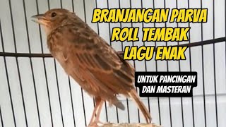 Branjangan Parva Gacor Roll Tembak #branjangan #branjanganparva #branjangangacor #masteranbranjangan