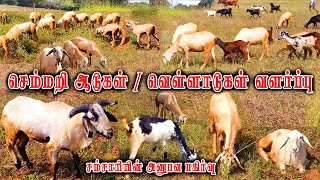 செம்மறி ஆடுகள் மற்றும் வெள்ளாடுகள் வளர்ப்பு | velladu | semmari aadu | Aadu valarpu | Tamilnadu Pets