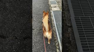 短足和犬のプリケツ耐久動画〜 #柴犬 とも #コーギー とも違う和犬の散歩風景〜 #短足 #散歩 #犬 #大東犬 #保護犬