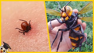 Top 10 Gevaarlijkste Insecten ter Wereld
