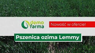 Pszenica ozima Lemmy. Nowość w ofercie Ampol-Merol!