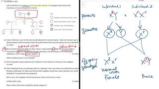 【DSE2020期間限定】10-Minute HKDSE BIO Intensive: Sex-linkage