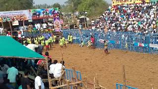 Alagumalai jallikattu.....