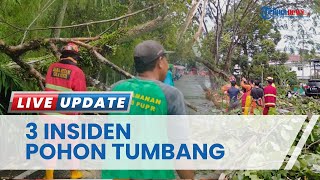 3 Insiden Pohon Tumbang Terjadi di Pontianak karena Hujan, BPBD Kota dan Dinas PU Lakukan Evakuasi