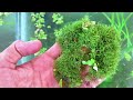 diy planted aquarium at home for free zero cost aquarium setup