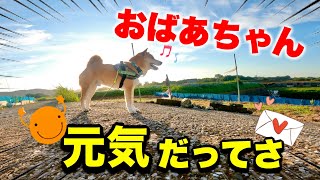 夏の散歩前に柴犬こむぎの子供が次々に産まれる！？動画を通じて届いた大好きなおばあちゃんに関する温かいお便り