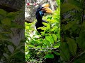 #Shorts Hornbill bird, Sulawesi Hornbill (Rhyticeros cassidix) Knobbed Hornbill, Julang Sulawesi