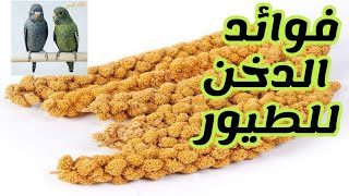 ايه هو الدخن وفوايده الكتير وازاي نقدمه للطيور العصافير 👌👌تعالو نعرف