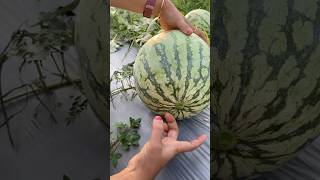 easy way to split a watermelon #watermelon