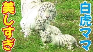 月から逃げる母が颯爽と飛び上がる😘神々しさに、観客が見とれた💖ホワイトタイガーの赤ちゃん in 伊豆アニマルキングダム