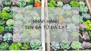 Cách Tháo Gỡ Sen Đá Khi Mua Về Từ Đà Lạt || Hoàng Oanh