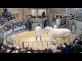 charolais sale at stirling bull sales 19th february 2024