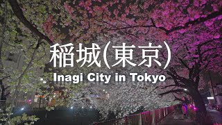 8K HDR Misawa River Cherry Blossom Festival in Inagi City, Tokyo 2023