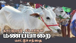 Manapparai mattu santhai | மணப்பாறை மாட்டு சந்தை | காங்கேய  கிடாரிகள்