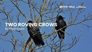Two Roving Crows by Philip Lawro