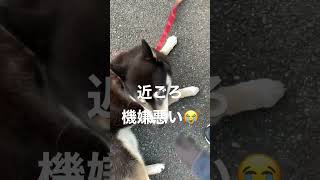 【柴犬】最近、黒柴の機嫌が悪い😭すぐ切れる💢んだから。#shibainu #柴犬 #怒る犬