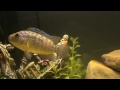 Jack dempsey cichlids beautiful male or female.