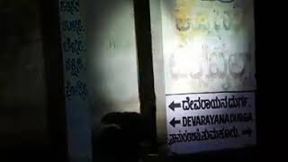 Bear Found | Namachilume | Devarayanadurga| Tumkur