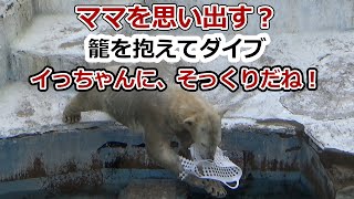 ママを思い出す？籠を抱えてダイブ💗イっちゃんにそっくりだね【天王寺動物園】