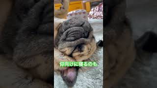 【パグ】仰向け。#パグ #pug #shorts #日常 #癒し #犬のいる暮らし