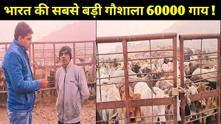 EP-9 भारत की सबसे बड़ी गौशाला ! 60000 गाय रहती है यहां | gaushala barsana | Vrindavan gaushala