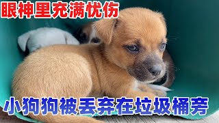 小狗狗被丢弃在垃圾桶旁，眼神里充满忧伤