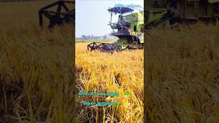 நெல் அறுவடை,#,#விவசாயம்,#நெல் சாகுபடி,#combineharvester ,#agriculture ,#youtubefeed ,#trending song