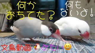 食べ物？ を探してる？ ニワトリみたいな文鳥ズ 　鶏文鳥　文鳥動画