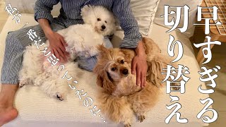 主がいなくなった途端、秒で妻に乗り換える犬達w【アメコカとトイプードル】