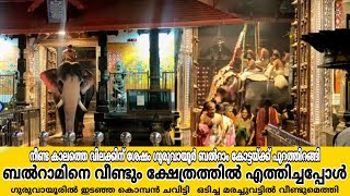 വിലക്കുകളുടെ കാലംകഴിഞ്ഞു ജയിൽമോചിതനായി ബൽറാം ! ഗുരുവായൂർ ബൽറാംവീണ്ടും തിരുനടയിൽ ശീവേലിക്കെത്തിയപ്പോൾ