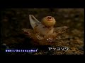 科学映像館　聞こえますか植物たちの声が（高知県）（１７）ヤッコソウ