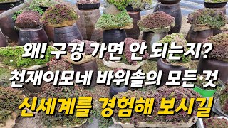 천재이모네 바위솔! 놀라운 신세계를 경험하세요. 20분 후면 당신의 인생이 바뀔 수도 있습니다.