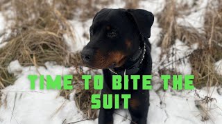 Gala the Rottweiler Has Her first Bite on the Suit | Grassroots K9