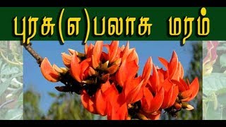 Butea monosperma  (பலாசு மரத்தின் வைத்தியமுறைகள் )