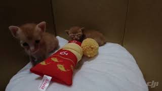 過度活躍症兒童#kitten #幼貓 #貓BB #奶貓