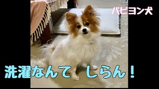 ストーカーで困ってるけど【癒される！小型犬一番可愛いわんこ】# わんちゃん　#癒し　#わんこ　#パピヨン#パピヨン犬#里親。小型犬可愛い。トイプードル/チワワ/柴犬/トイプー/子犬/里親/散歩