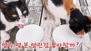 여러번 시도 후 드디어 얼츄 해야 하는지 알았어요