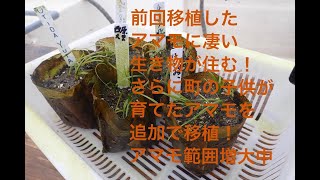 ２ヶ月前に移植したアマモが元気に育っていました！そしてアマモ場に驚きの生き物が居ついていました。そのアマモ場に地元の小学生が育てたアマモを追加で移植。地元のいろんな人の力を結集し海を救う大切な記録です