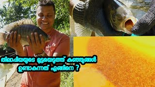 തിലാപ്പിയയുടെ മുട്ടയെടുത്ത് ഹാച്ചറിയിൽ നിന്നും കുഞ്ഞുങ്ങൾ ഉണ്ടാകുന്നത് എങ്ങിനെ?//AJU'S WORLD