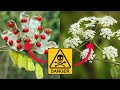 top 10 most dangerous plants that could kill you