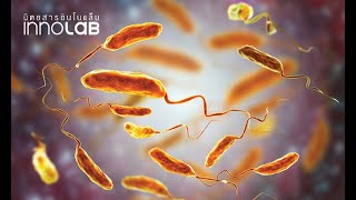 ปีระกา ห่าใหญ่ (Introduction to Vibrio species)