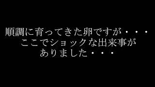 メダカの赤ちゃん第一子誕生