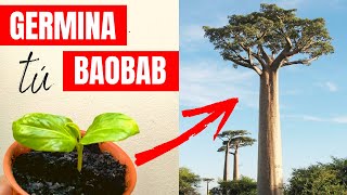 COMO GERMINAR SEMILLAS DE BAOBAB RAPIDO. Trucos y Cuidados