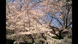 玉串川の桜　2013年  Ver.3