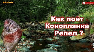 Голоса птиц Коноплянка - Реполов. (Carduelis cannabina) pardillo cantando.