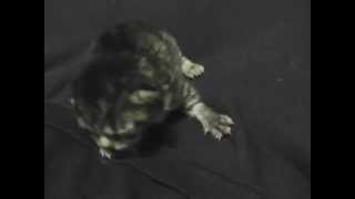 生後７日目位のかわいい仔猫。もぞもぞ動いてますｗ  Newborn kitten in Japan