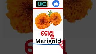 ଫୁଲର ନାମ|| Flower name|| #fularanama #flowersnameodia #oktv #odiafula #odialanguage #odiafula #fula