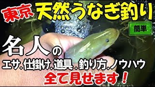 天然うなぎ釣りを東京の川でしたら良型が連発！名人直伝の鰻釣りの全てがこの動画にあり